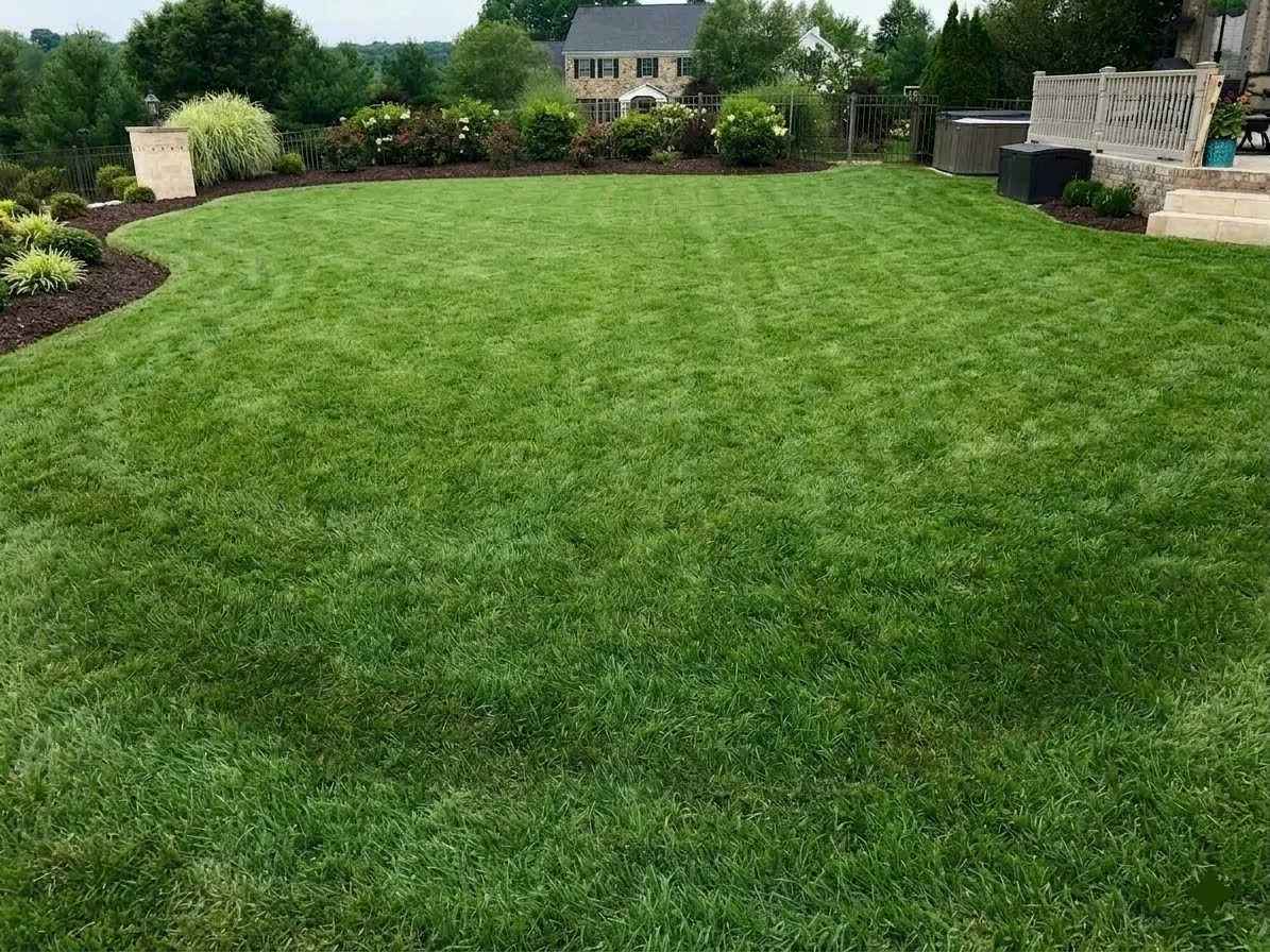 Backyard lawn before pool render